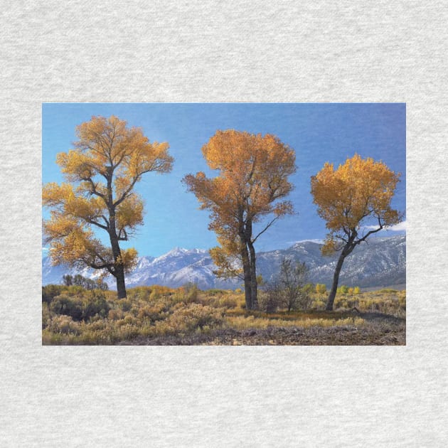 Cottonwood Trees Fall Foliage Carson Valley by RhysDawson